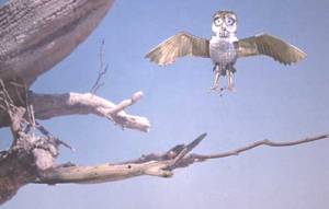 tumblr_llq79pv3xD1qcfloso1_500